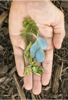  ??  ?? Taylor likes to grow unusual crops, including oyster leaf, ice lettuce and kinome.