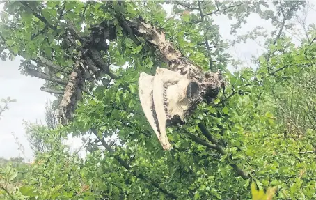  ??  ?? The animal carcase found stuck up a tree by Susan David while she was walking her dog near Lassodie in Fife. Theories say it is a horse but other people say it is the remains of a sheep.