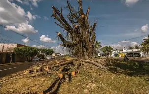  ?? Ricardo Chicarelli ?? Figueira da avenida Robert Kock será totalmente erradicada até o fim de maio, segundo a Sema