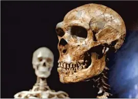  ?? Frank Franklin II Associated Press ?? A RECONSTRUC­TED Neandertha­l skeleton, right, and a modern human skeleton on display at the Museum of Natural History in New York.