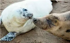  ??  ?? A touching moment between mother and pup at the Atlantic grey seal breeding colony at Horsey Gap on the east Norfolk coast.