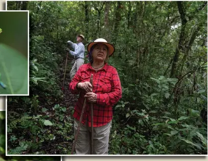  ?? ?? Floripe Cordoba (above photo, front) and Siegfried Kussmaul pause Aug. 24 during their morning walk through their protected forest on the outskirts of San Jose, Costa Rica. “When I conserve I let all of the insects, down to the smallest, the fauna and everything there is in the forest, have its place,” said Cordoba, a former tourism guide, who strolls in the forest daily. (Top left photo) A frog stands Aug. 24 in a protected forest on the outskirts of San Jose. (Bottom left photo) Wild mushrooms grow on a fallen tree Aug. 30 in a protected forest in La Union, Costa Rica. (AP/Moises Castillo)