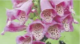  ?? ?? Laing describes her garden as ‘a sweetshop of foxgloves and lupins’