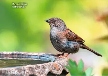  ??  ?? Dunnock looking for the loofah...