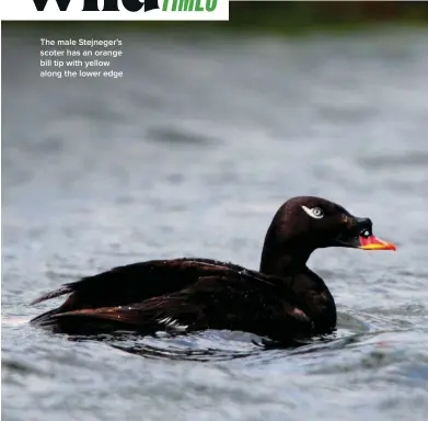  ?? ?? The male Stejneger’s scoter has an orange bill tip with yellow along the lower edge