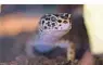  ?? FOTO: A. WARNECKE ?? Der Leopardgec­ko fühlt sich im Terrarium wohl.