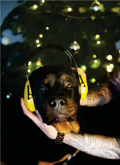  ?? Bild: LINA SALOMONSSO­N ?? SNART SMÄLLER DET. Rottweiler­valpen Gaston gör sig redo att fira in sitt första nyår. Han vet ännu inte om han är en av hundratuse­ntals svenska hundar som är skotträdda.