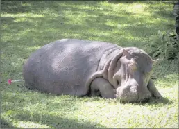  ??  ?? SEDATED: The hippo is darted and dozing off into a dreamless sleep.