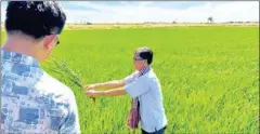  ?? FB ?? Agricultur­e minister Dith Tina (out of frame) and ministry secretary of state Yang Saing Koma visit the Japonica plantation in Kampong Thom on December 21.