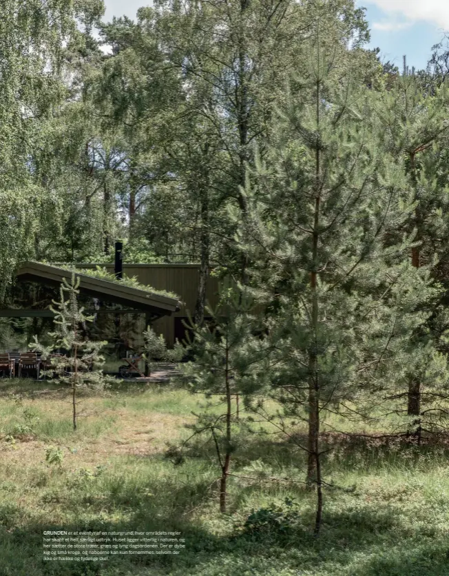  ??  ?? GRUNDEN er et eventyr af en naturgrund, hvor områdets regler har skabt et helt saerligt udtryk. Huset ligger vitterlig i naturen, og her saetter de store traeer, graes og lyng dagsordene­n. Der er dybe kig og små kroge, og naboerne kan kun fornemmes, selvom der ikke er haekke og tydelige skel.