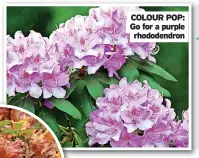  ?? ?? COLOUR POP: Go for a purple rhododendr­on