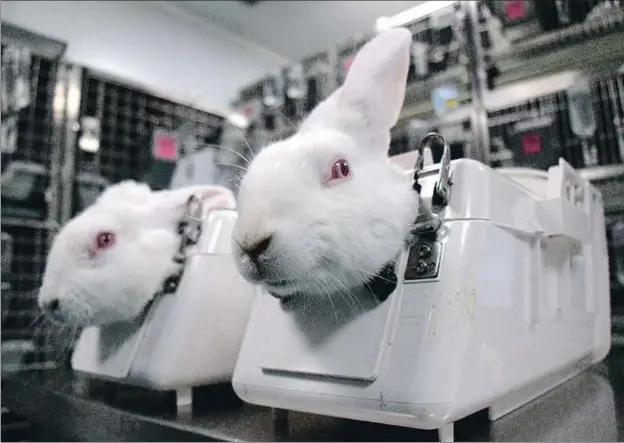  ?? ANTONIO CERRILLO ?? Imagen del vídeo de Cruelty Free Internatio­nal en el que denuncia la crueldad de los ensayos con animales en los laboratori­os de Vivotecnia en Madrid