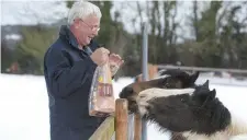  ?? Photo: Michael Kelly ?? Christophe­r O’Connell feeds horses during a thaw in the snow in Arklow, Co Wicklow, yesterday.