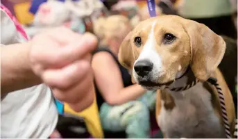  ??  ?? Emmy, a harrier, keeps her eyes on a treat offered to her before competing in the 142nd Westminste­r Kennel Club Dog Show in New York. — IC