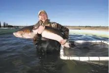  ?? Liz Hafalia / The Chronicle 2015 ?? Caviar producer Michael Passmore shows off a sturgeon at his freshwater ranch at Sloughhous­e in Sacramento County.