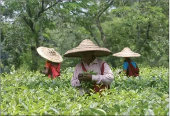  ?? REUTERS ?? Tea garden workers wearing japi hats made out of bamboo and palm leaves pluck tea leaves at Durgabari Tea Estate, on the outskirts of Agartala, India, on May 25, 2017.