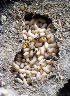  ??  ?? Black Garden Ants with cocoons concealed in a nest under a stone.