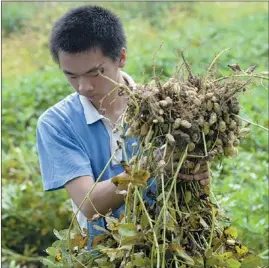  ?? PROVIDED TO CHINA DAILY ?? Chen Lirong, a student from Shenzhen, does farm work during summer camp in a rural village in Guangdong province.