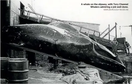  ?? MARLBOROUG­H MUSEUM ?? A whale on the slipway, with Tory Channel Whalers admiring a job well done.