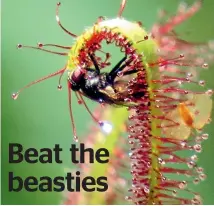  ?? NZ GARDENER ?? Above: sundews coat themselves in sticky nectar to attract and trap insects. Below: stink bugs suck the life out of beans, tomatoes and corn.