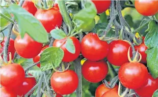  ??  ?? The Sweet Aperitif promises great trusses of the sweetest cherry tomatoes from July to September. Picture: PA.