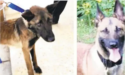  ?? CONTRIBUTE­D ?? Bomb-sniffing dogs Athena, left, and Zoe were trained by the U.S. government and given to Jordan to fight terrorism. Both were neglected during their service there, according to an audit, and Zoe died of heat stroke.