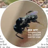  ??  ?? BEE OFF! Stingless bee was constant pain for crew