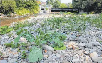  ?? ARCHIVFOTO: BERND TREFFLER ?? Im August war das Flussbett der Argen extrem trocken.