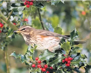  ?? Peter Smith ?? Redwing and holly berries