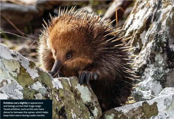  ??  ?? Echidnas vary slightly in appearance and biology across their huge range.
Tassie echidnas, such as this one, have dense fur between the spines, which helps keep them warm during cooler months.