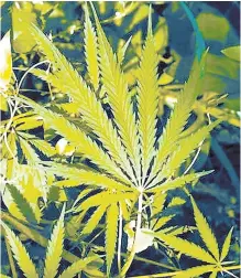  ?? Picture: SUPPLIED ?? LEAFY: A cannabis leaf. A new study has found that smoking it presents a mental health risk.