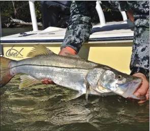  ?? KEITH SUTTON/CONTRIBUTI­NG PHOTOGRAPH­ER ?? A snook doesn’t closely resemble any fish you might catch in Arkansas, so when some joker weighed one in a local bass-fishing tournament, it caused quite a stir.