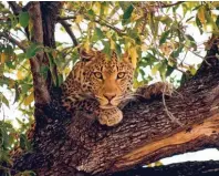  ?? Foto: Reisewelt 24 ?? In der Wüste Namibias gibt es eine Vielzahl exotischer Tiere zu entde cken, unter anderem Leoparden.