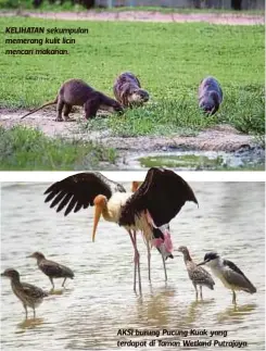  ??  ?? KELIHATAN sekumpulan memerang kulit licin mencari makanan. AKSI burung Pucung Kuak yang terdapat di Taman Wetland Putrajaya.