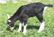  ?? Tyler Sizemore / Hearst Connecticu­t Media ?? Baby goat French Toast smells a dandelion at the Stamford Museum & Nature's Heckscher Farms.