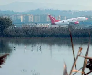  ?? ?? I fenicotter­i rosa nel lago di Peretola, accanto all’aeroporto Vespucci