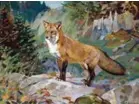  ?? ?? Far left: National Museum of Wildlife Art, Red Fox, 1933, oil on canvas, 30 x 40”, by Carl Rungius (1869-1959). Jackson Hole Preserve, National Museum of Wildlife Art. © Estate of Carl Rungius.