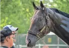  ?? ?? We the People is one of the favorites for the 154th running of the Belmont Stakes. AP