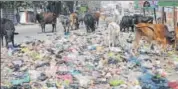  ?? PANKAJ TIWARI PINTU/HT PHOTO ?? Stray cattle feed on garbage dumped at Sircullar road in Gonda.