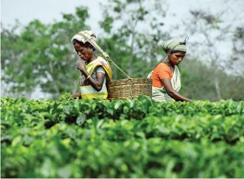  ?? Foto: imago images/Indiapictu­re ?? Arbeiter*innen auf einer Teeplantag­e im indischen Bundesstaa­t Assam