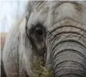  ?? THE CANADIAN PRESS ?? Toka is one of the Toronto Zoo’s three aging elephants awaiting transfer.