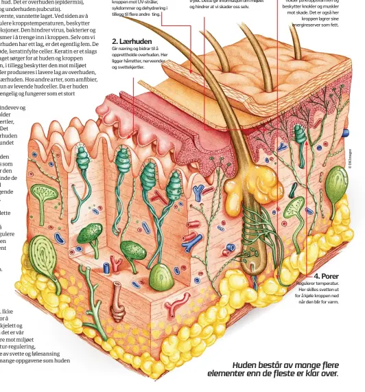  ??  ?? 1. Overhuden
Det øverste, beskyttend­e laget. Det er vanntett og beskytter kroppen mot UV- stråler, sykdommer og dehydrerin­g i tillegg til flere andre ting. 2. Lærhuden
Gir næring og bidrar til å oppretthol­de overhuden. Her ligger hårrøtter,...
