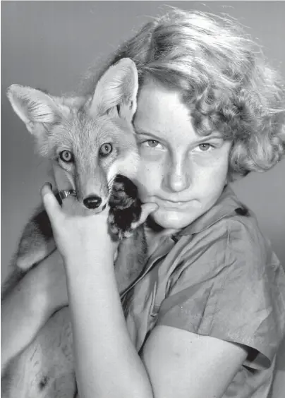  ?? THE COMMERCIAL APPEAL ?? Nita Jean Power, 12, of Tunica, Mississipp­i, gave her pet fox, Buster, a fond hug on July 6, 1951, before she left him at his new home, the Overton Park Zoo. It was Buster's eating habits that got him in trouble. The pet fox developed a natural fox-like taste for chicken. Her parents, Mr. and Mrs. J.M. Power, decided Buster would be better off at the zoo. Buster had been found in a hollow tree about three months ago by a friend, who gave it to Nita Jean. She didn't lose all her pets, as she still had a cat and a turtle.
