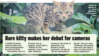  ?? Picture: CHESTER ZOO ?? Wildcat kitten is new addition at Chester Zoo