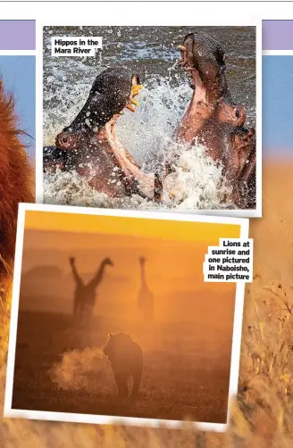  ?? ?? Hippos in the Mara River
Lions at sunrise and one pictured
in Naboisho, main picture