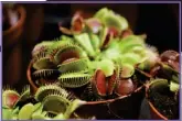  ?? GETTY IMAGES ?? Here's a little monster to greet Halloween guests in your home: The Venus flytrap and what look like its many hungry mouths with spiky teeth