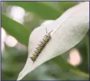  ??  ?? Monarch caterpilla­r on milkweed.