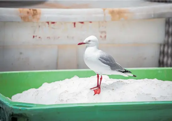  ?? Photo / Michael Craig ?? Even the seagulls struggled to find a cool place to stand in yesterday’s warm temperatur­es.