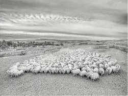  ??  ?? “Al galpón”. Apenas hay pistas de la presencia humana en los paisajes de Miciu.