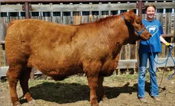  ?? Commentato­r/Courier photo submitted ?? Leigha Pancoast and her steer calf (Dumbo) at the Medicine Hat 4-H Beef club’s Mock Achievemen­t Day May 23.